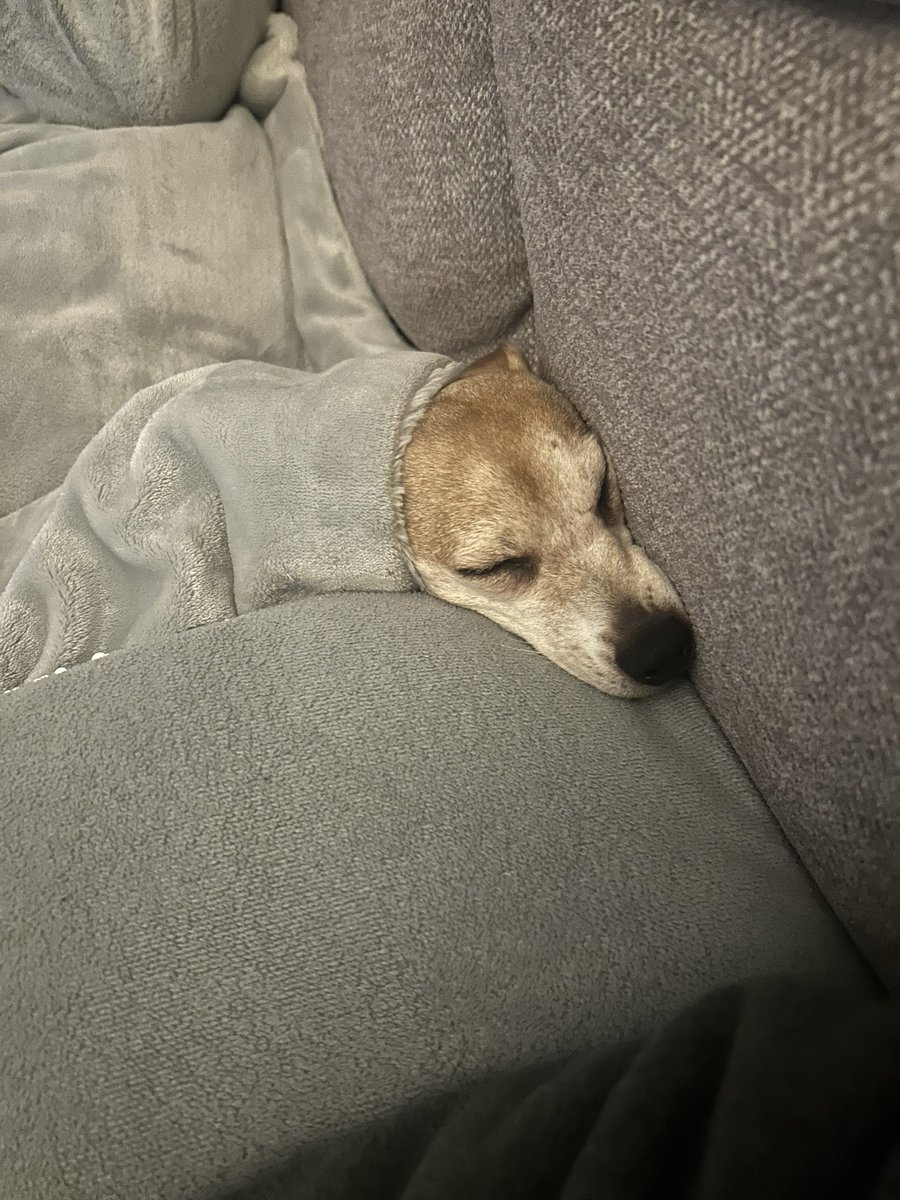 ccpwltd's tweet photo. @DT_Merseyside hi guys, we adopted Tipsy approx 18 months ago and I think it’s fair to say that she’s really settled in 🤣 https://t.co/h9tbmJrzU7