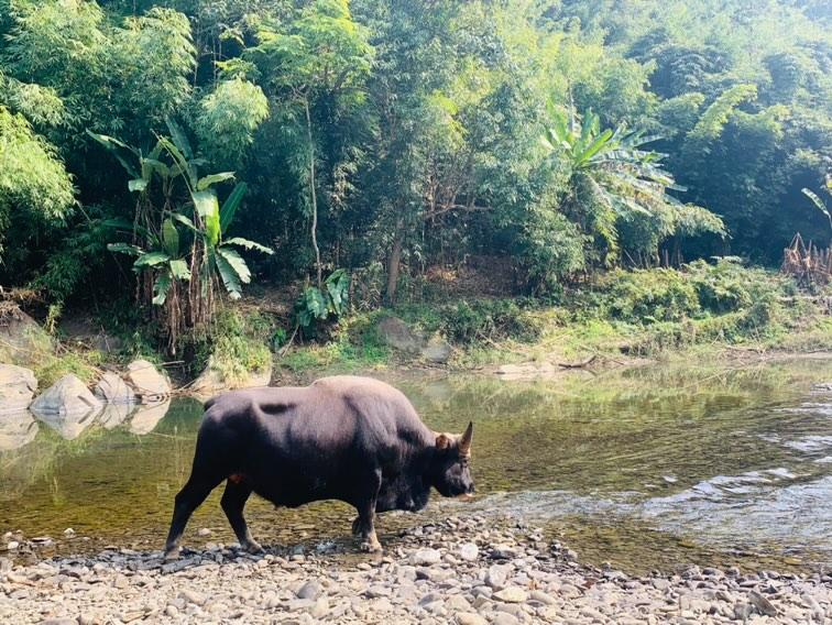 mizoraminsta's tweet photo. Sial, also known as gayal or mithun, was once regarded by the Mizo people as the most valuable domestic animal.
Pic taken at Tuipui, Leng village in Mizoram
Pic credit 📷 @joel_zothanpuia
#sial #gayal #mithun #animal #mizoram #mizoraminsta #northeastIndia #leng #tuipui #lengkhua https://t.co/N9JFJnsK0N