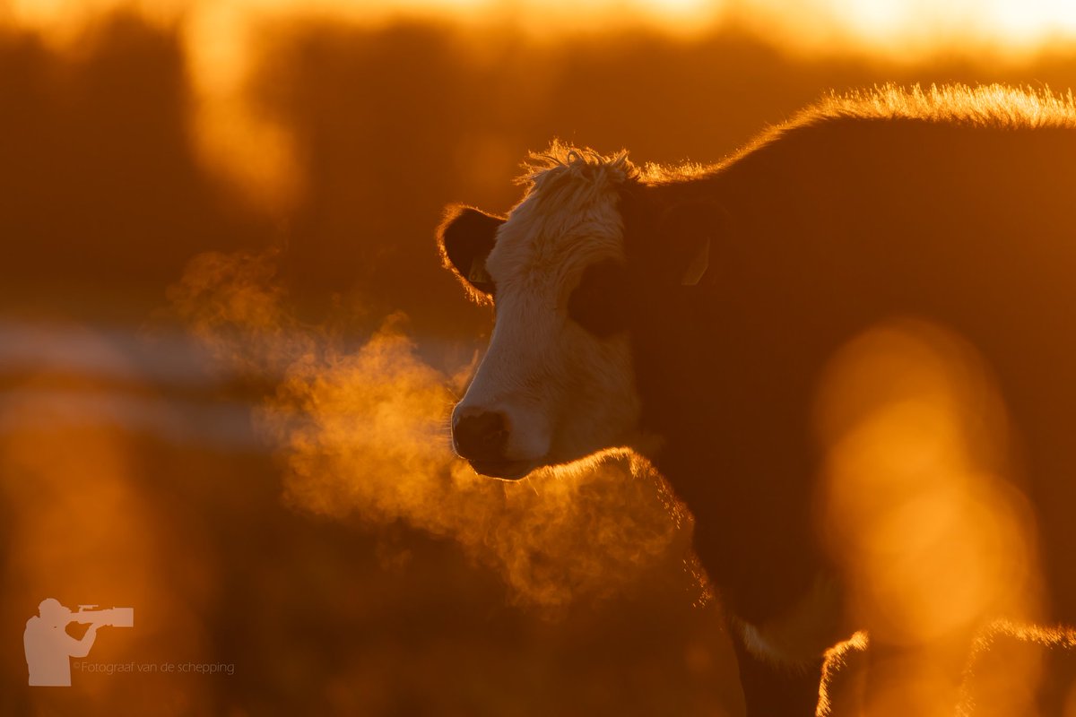 24mattie's tweet photo. Koeien tijdens zonsondergang 😍 #koe @troegwold #roegwold @rtvnoord @staatsbosbeheer @Middengroningen https://t.co/HlGFZHBzuO