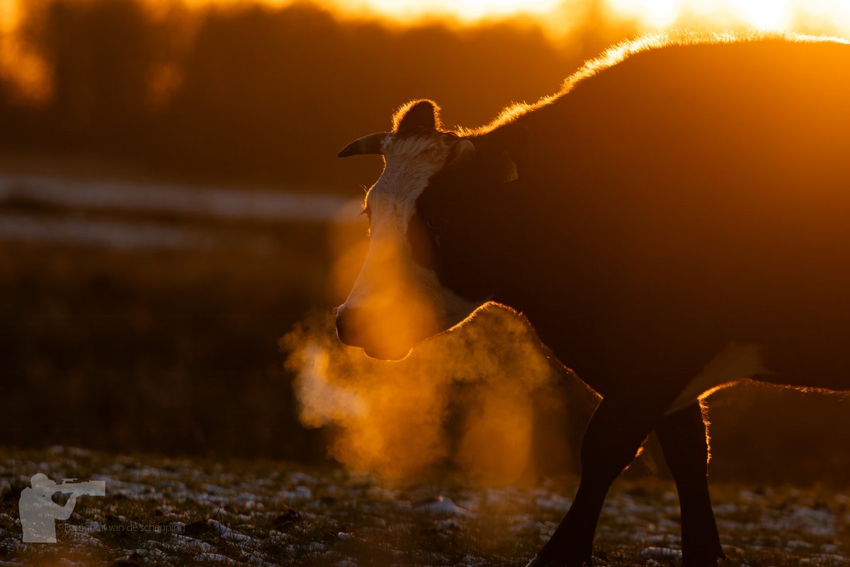 24mattie's tweet photo. Koeien tijdens zonsondergang 😍 #koe @troegwold #roegwold @rtvnoord @staatsbosbeheer @Middengroningen https://t.co/HlGFZHBzuO