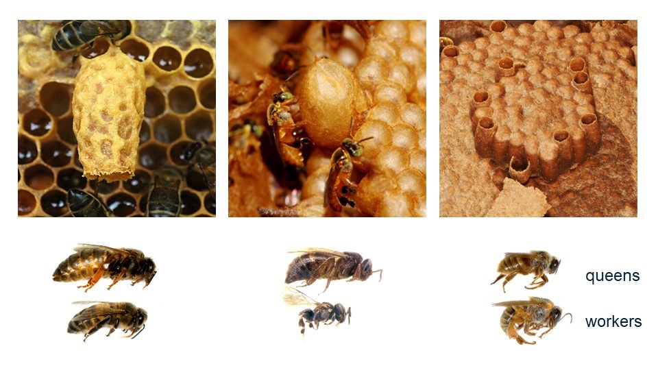 Why do some stingless bees produce so many wannabe queens? 🐝 doi.org/10.1093/evlett… Now in @EvolLetters by @HelenaMFerreir2, @deniseaalves23, @_LloydCool_, @Cin_Oi, @ri_caliari, and @TWenseleers.