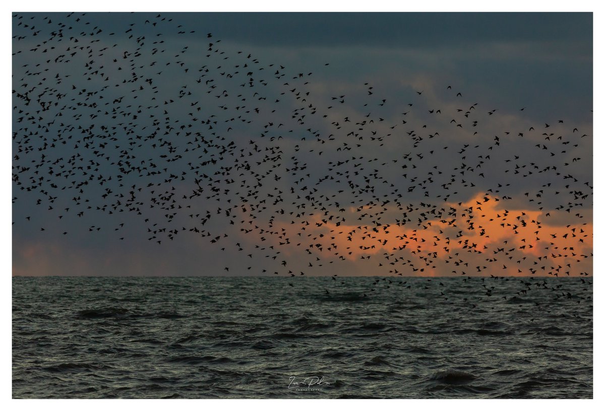 Beautiful starling murmuration in front on some incoming storm clouds just after sunset in #blackpool #lancashire @StormHour @ThePhotoHour
