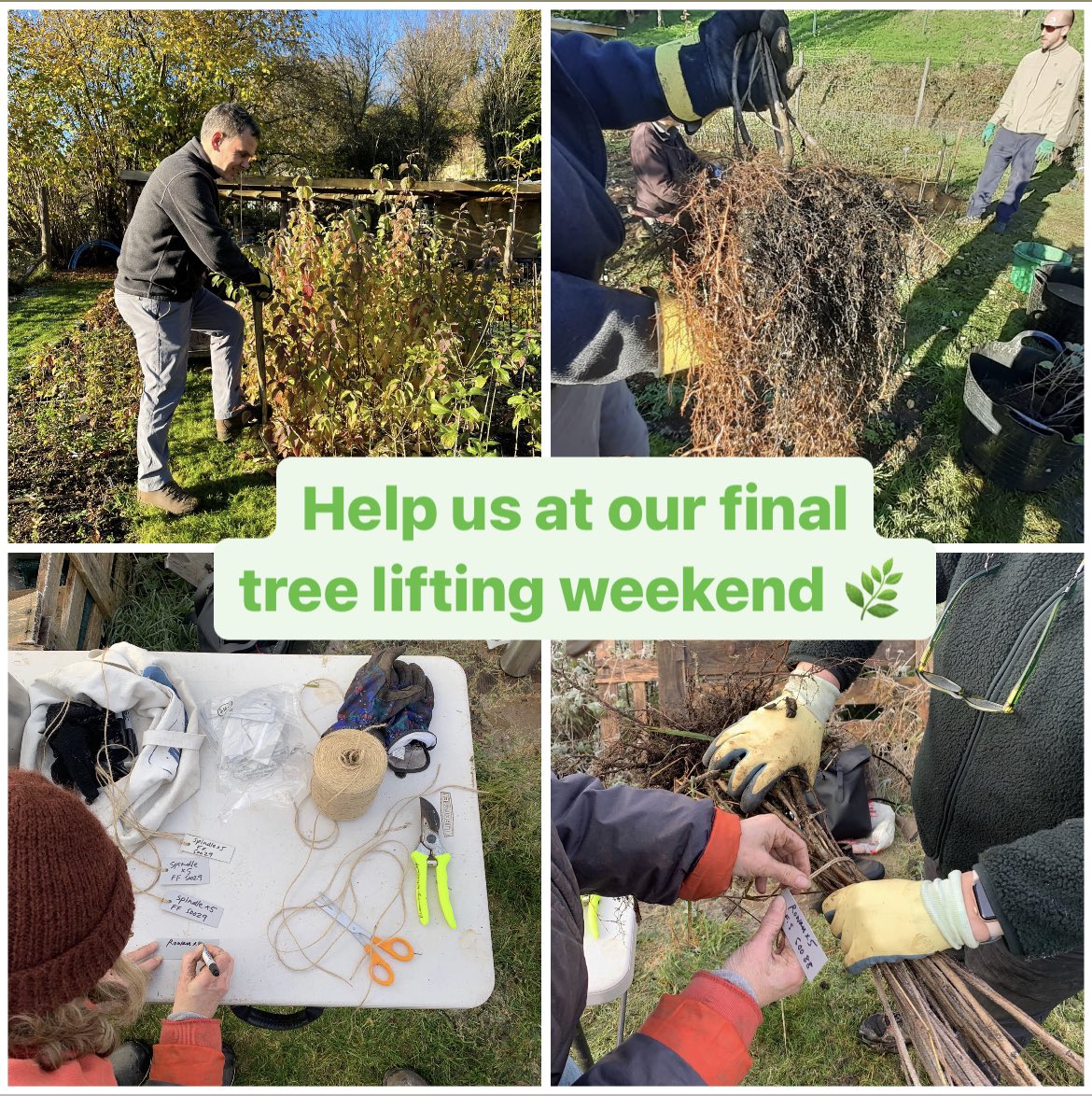 Next weekend is the last tree lifting to take place for this tree planting season. The trees are then going to their final home in 3 planting projects across Bath We have several hundred trees to lift so the more hands to help the merrier! Email volunteers@moretrees.earth 🌿💚