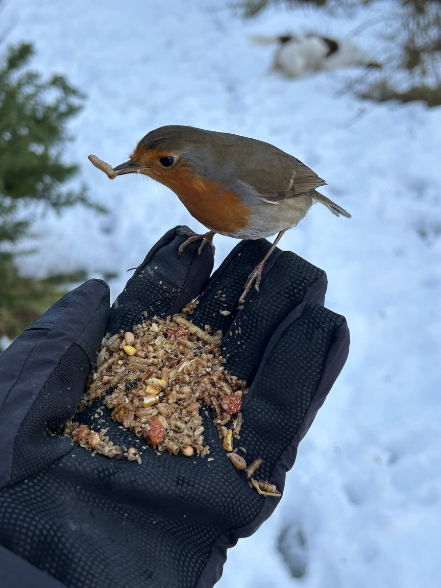 There I was trying to take a picture of my dog, Isla and was photobombed by a cute robin! 
#Winterwatch2024 
#springwatch
@ChrisGPackham