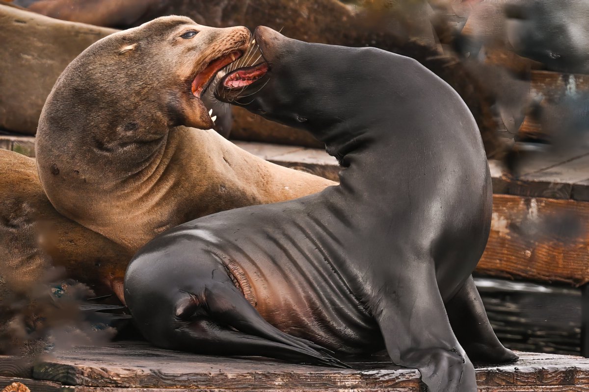 Blessed are the hearts that can bend! Sea lions in an intimate moment @ Pier 39, San Francisco, California. (2023-12-31) #BBCWildlifePOTD #ThePhotoHour #IndiAves #TwitterNatureCommunity #NaturePhotography #sealions #pier39 #love