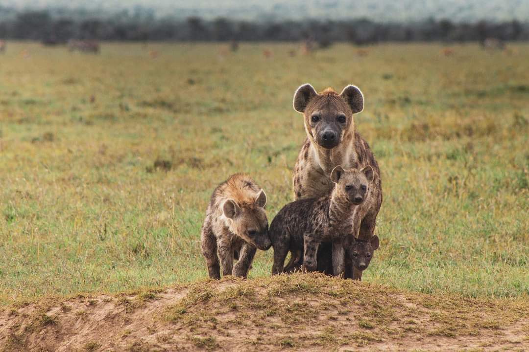 They might look cute but I’d suggest steering clear of a cuddle  Hyenas have exceptionally powerful jaws, more powerful than lions, that are designed to help them grind down tough bones so they can gulp down every part of their meal!
Book with us
+254 721 363 163