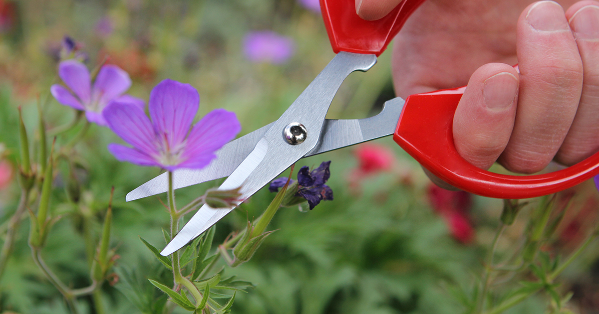 The Darlac Softies Scissors feature razor sharp chrome plated blades for easy cleaning, and pliable grips that mould to your hand with prolonged use for ultimate comfort.

Find them in your local Darlac stockist ✂️
darlac.com/product/dp120-… 

#gardenscissors #ukgardens