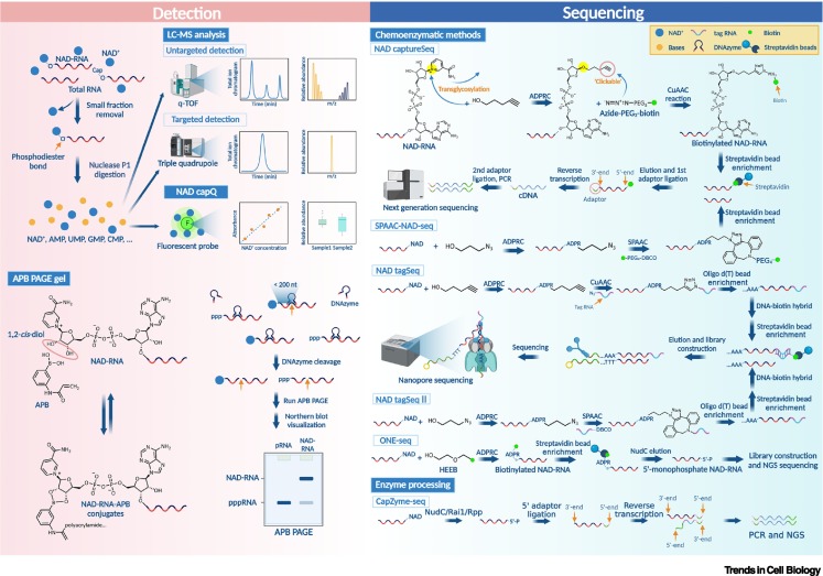 TrendsCellBio's tweet photo. The uncharted territory of NAD+-capped RNA https://t.co/OS2qJGUBvx https://t.co/VtyoneE2QO