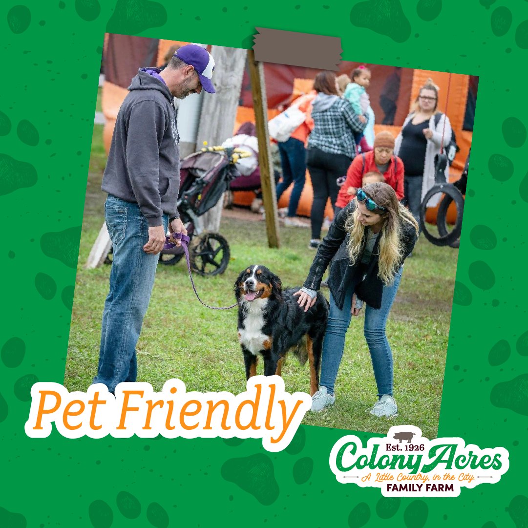 At Colony Acres, fur babies are family too! 🐶🌟🐾 Our farm is pet-friendly so your four-legged friends can join the adventure too. From sunflower strolls to fall fun, there's a wagging good time waiting for all! 🌻🐕🌾 Learn more at colonyacres.farm.