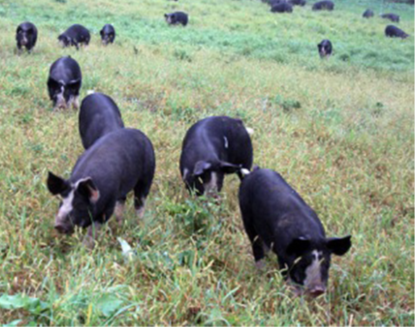 This Japanese pig was once reserved for royalty, but now, <a href="/BerkwoodFarms/">Berkwood Farms</a> raises 100% authentic and natural #Kurobuta pork with strict attention to amazing flavor and quality. Speak  to your rep about adding the #wagyu of the #pork world to your menu.