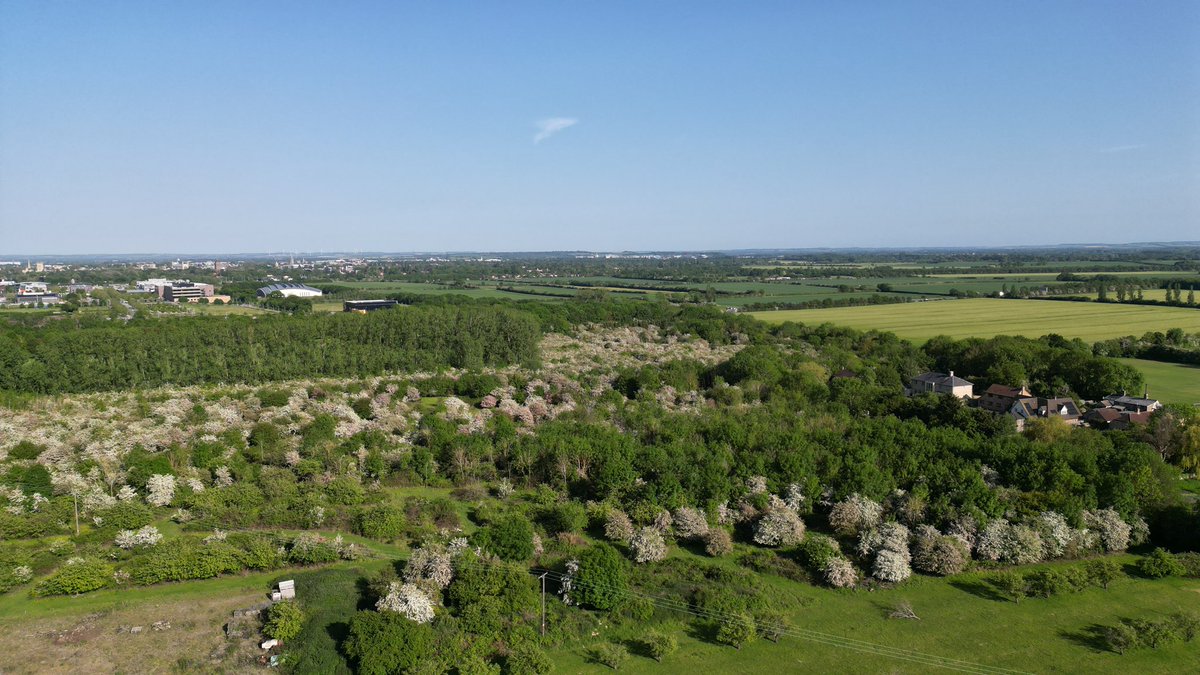 Aerial view of the scrub at Coton Orchard with the hawthorn &amp; blackthorn in blossom &amp; easily discernible (note houses middle right for scale) #SaveCotonOrchard