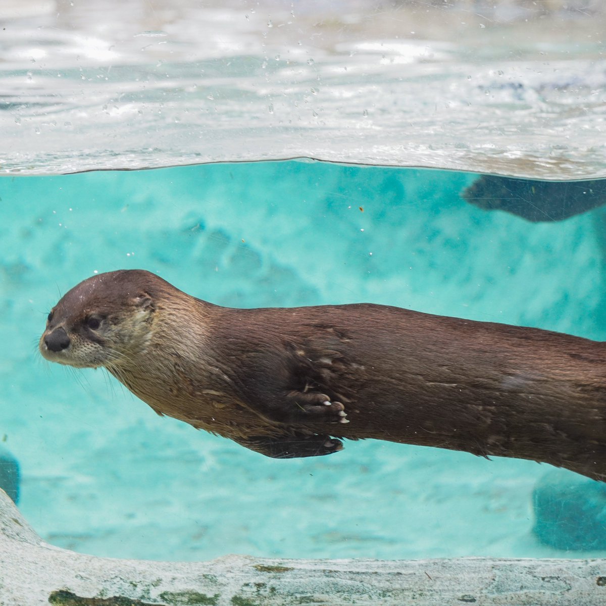 Forget mittens & sweaters, river otters have cracked the code to winter fun! ❄️🦦 Their secret weapon? A double-layered coat that's like a built-in wetsuit. A toasty warm under layer & a water-resistant outer layer!