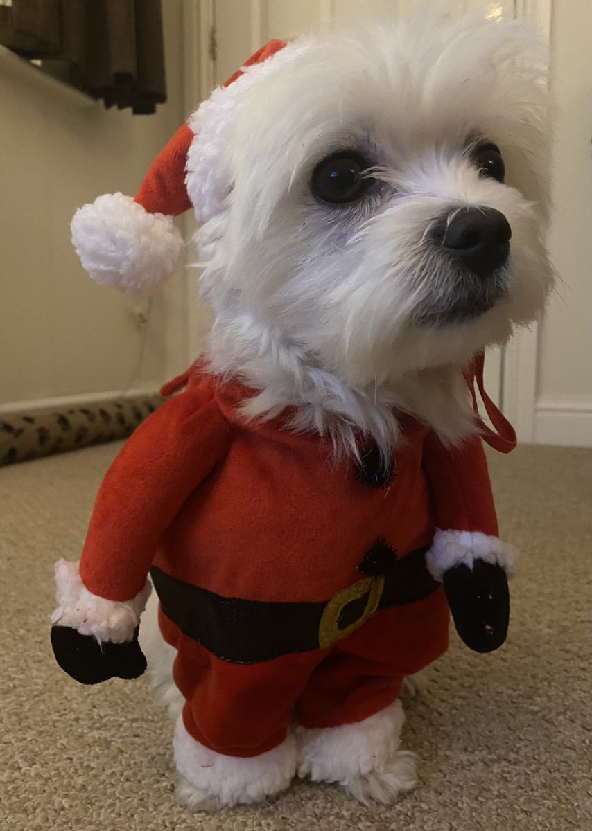 heathskib's tweet photo. My little bestie is 4 today! Happy birthday Tiny Dog 🎂🥰 https://t.co/xUERN7WVIS
