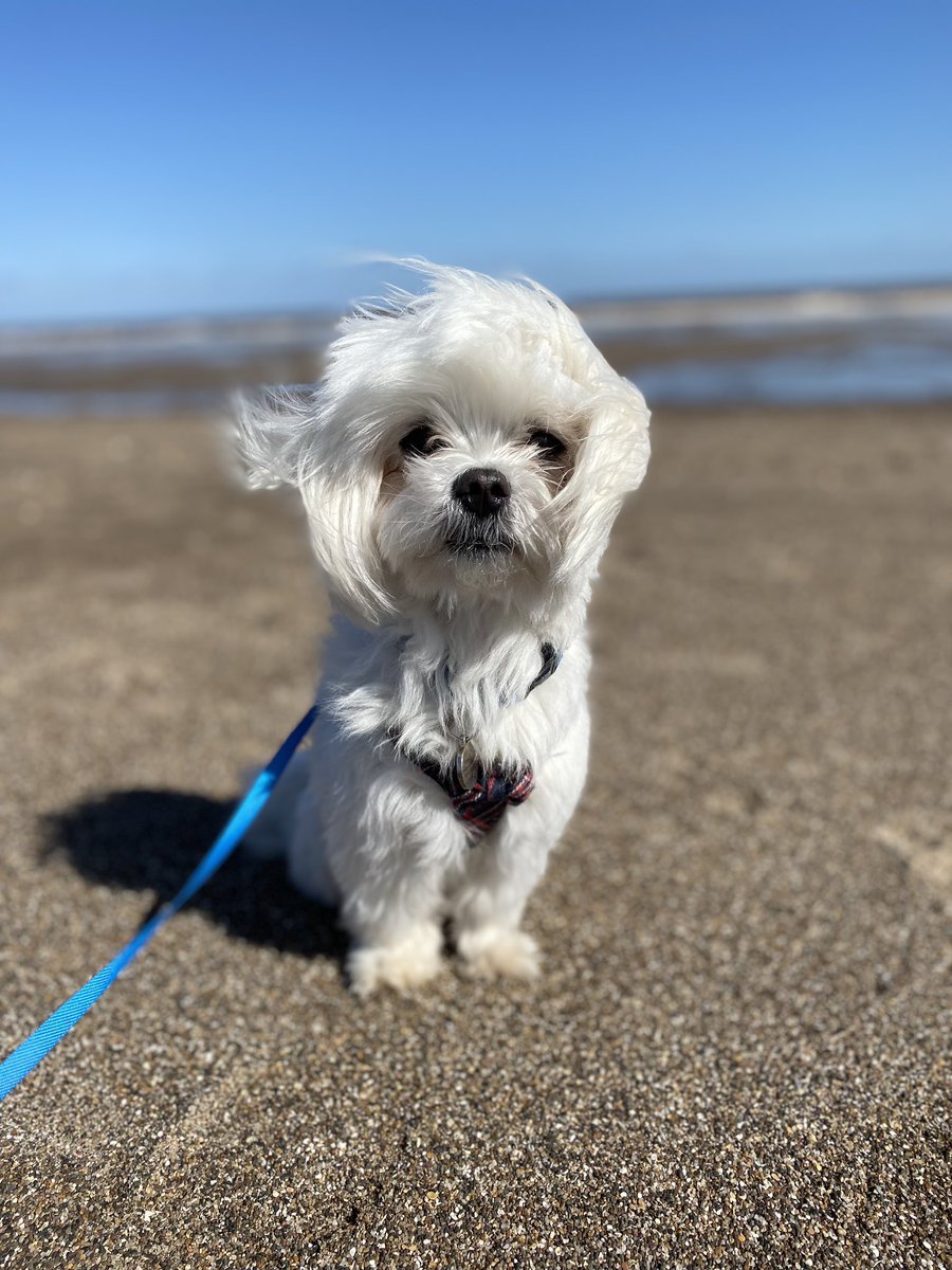 heathskib's tweet photo. My little bestie is 4 today! Happy birthday Tiny Dog 🎂🥰 https://t.co/xUERN7WVIS