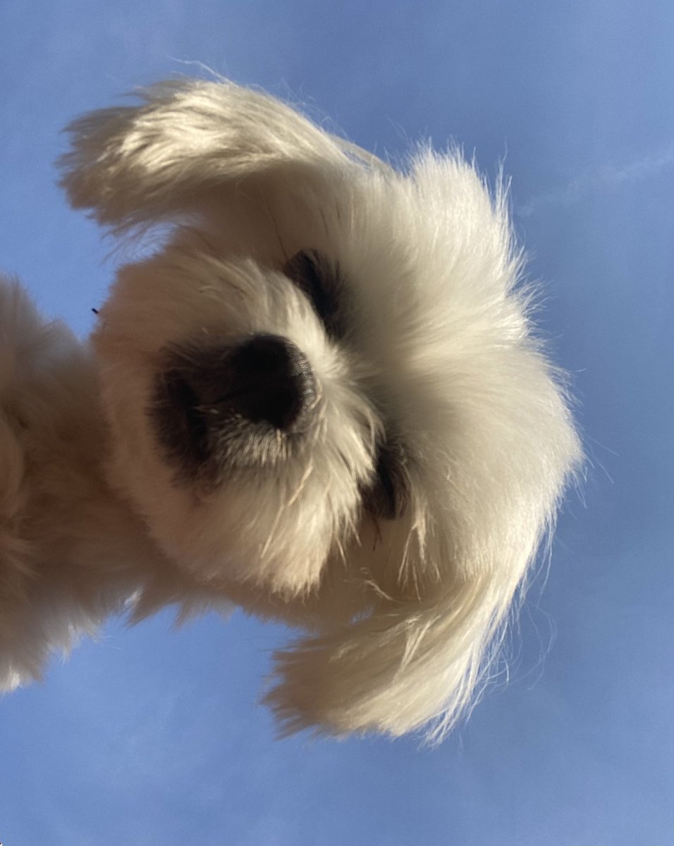 heathskib's tweet photo. My little bestie is 4 today! Happy birthday Tiny Dog 🎂🥰 https://t.co/xUERN7WVIS