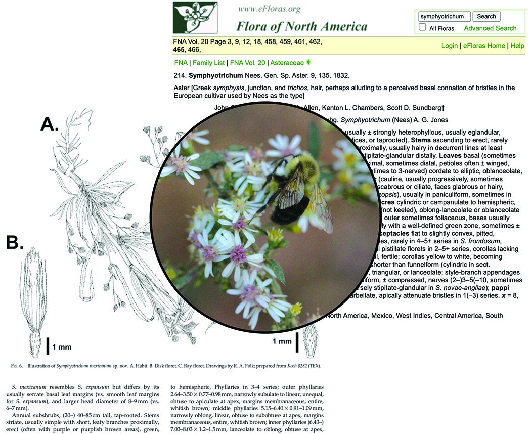 Botanical Society of America (@botanical_) on Twitter photo FloraTraiter: Automated parsing of traits from descriptive biodiversity literature
New in #AppsPlantSci by <a href="/ry_folk/">Ryan Folk 🐕</a> <a href="/robgural/">robgural</a> & Raphael LaFrance
bsapubs.onlinelibrary.wiley.com/doi/10.1002/ap… <a href="/wileyplantsci/">Wiley Plant Science</a> #iamabotanist #naturallanguageprocessing #botany FloraTraiter: Automated parsing of traits from descriptive biodiversity literature
New in #AppsPlantSci by <a href="/ry_folk/">Ryan Folk 🐕</a> <a href="/robgural/">robgural</a> & Raphael LaFrance
bsapubs.onlinelibrary.wiley.com/doi/10.1002/ap… <a href="/wileyplantsci/">Wiley Plant Science</a> #iamabotanist #naturallanguageprocessing #botany