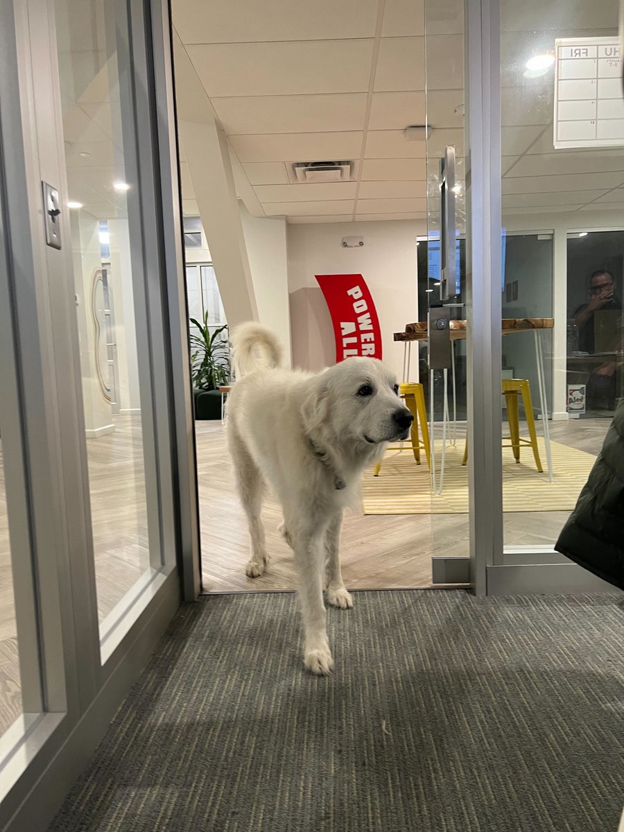 explainify's tweet image. Here's a behind-the-scenes of our annual meeting, where our guest of honor couldn't resist stealing the spotlight! 🌟🐾 Exciting things happening! stay tuned for another year!🐶💼
#explainify #annualmeetinghighlights #pawfectlyproductive