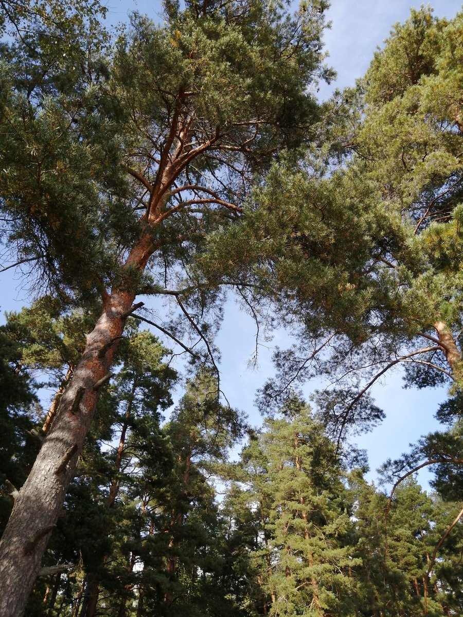 Trees youtube.com/@victoriaart99 T.me/cutecatsanddog Instagram.com/photosnature_v… #Trees #TreeClub #treetime #TwitterNatureCommunity #sundayvibes #WeekendVibes #NaturePhotography #nature #NatureBeauty #VictoriaDay