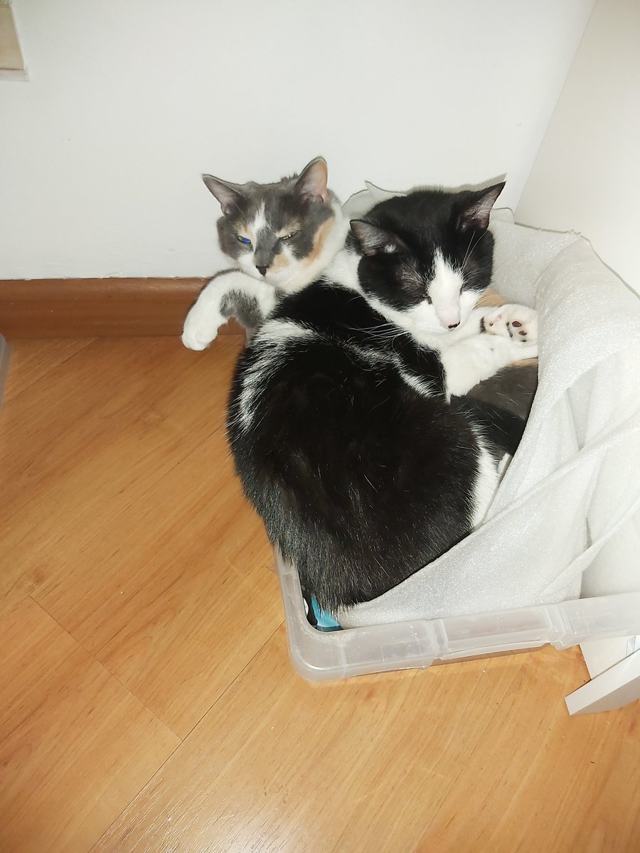 Epicurea88's tweet image. #TB Júpiter embutiéndose en una caja en la que la hermana ya estaba embutida para espicharla de todas maneras.