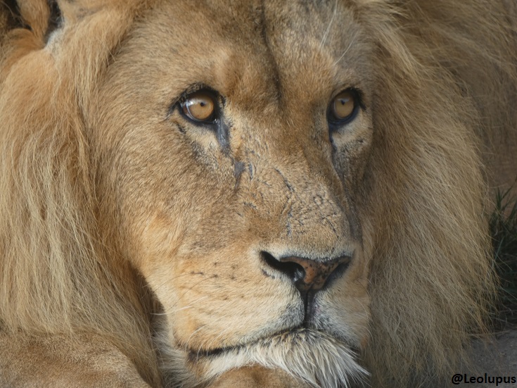 Leolupus's tweet photo. Big kitteh close-ups for #FelidFriday.
#cats #felids #animals #wildlife https://t.co/JLUg2Bygd6