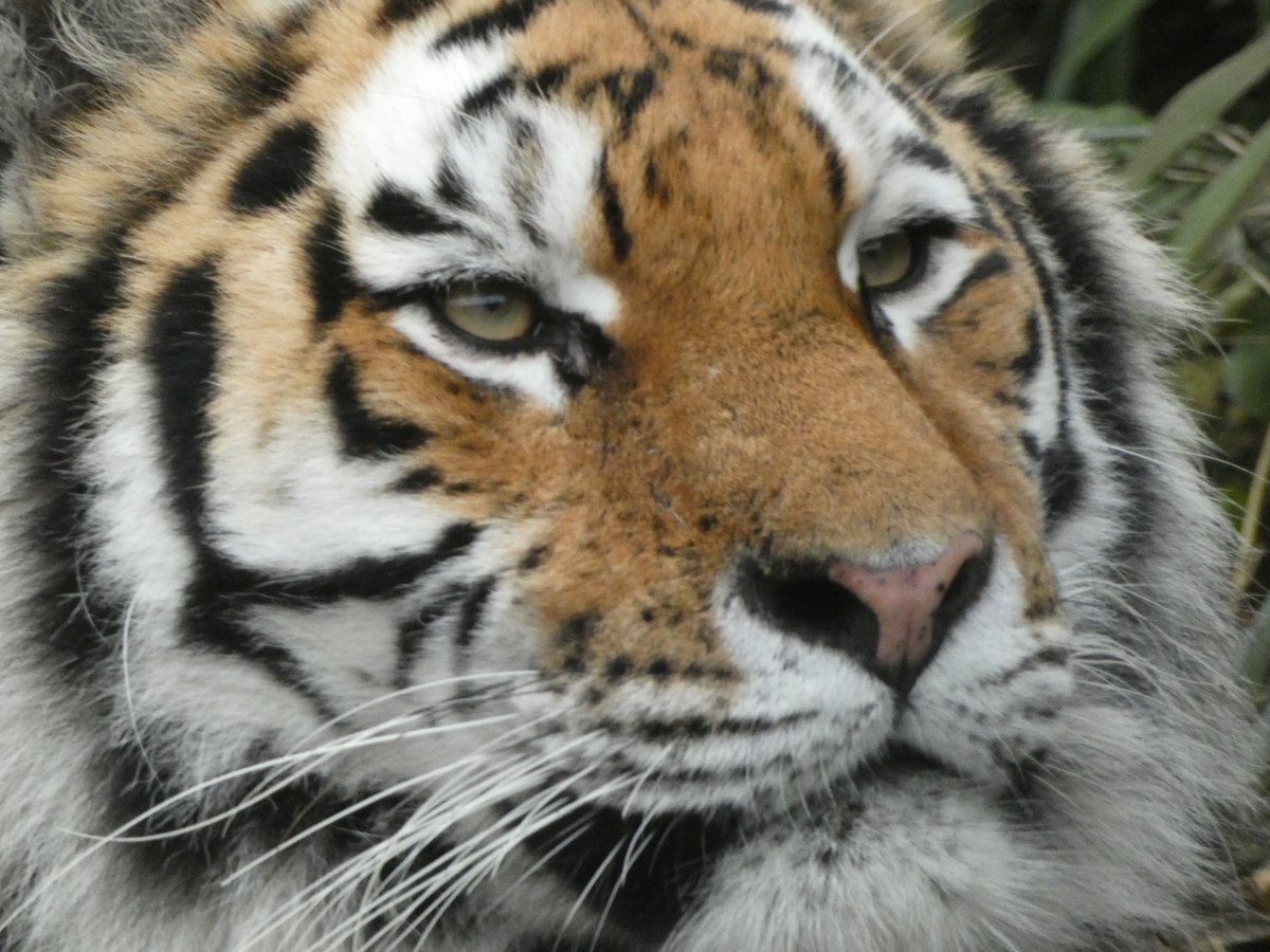 Leolupus's tweet photo. Big kitteh close-ups for #FelidFriday.
#cats #felids #animals #wildlife https://t.co/JLUg2Bygd6