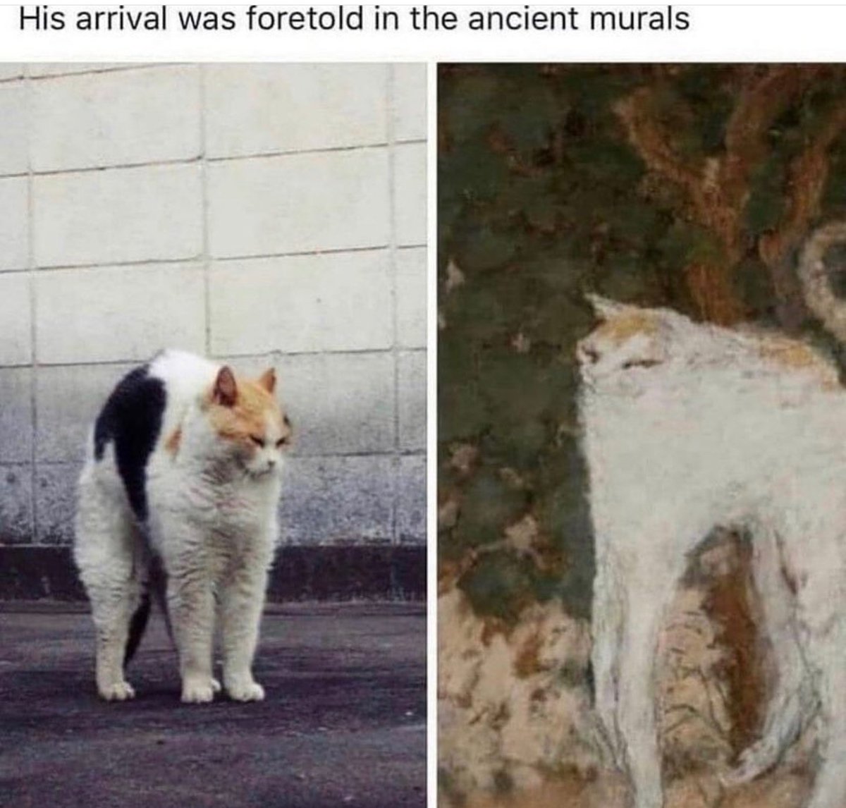 cats who share one braincell (@catbraincell) on Twitter photo 