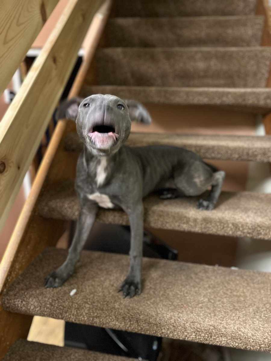 emmadaton's tweet photo. My mums puppy looks like if Voldemort and Dobbie had a baby https://t.co/RqdPEFxotL