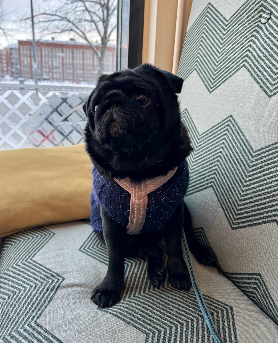 Kahvilamopsi. Myös paras lenkkikaveri säällä kuin säällä. #rulla