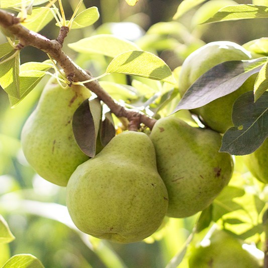 Looking for all-natural, sun-kissed fruit?🌞 Look no further than the Golden State's Bartlett pears.

Our pears are bathed in the sun and harvested to produce the most succulent pear possible. We are committed to never treating our pears with anti-ripening agents like 1-MCP.
