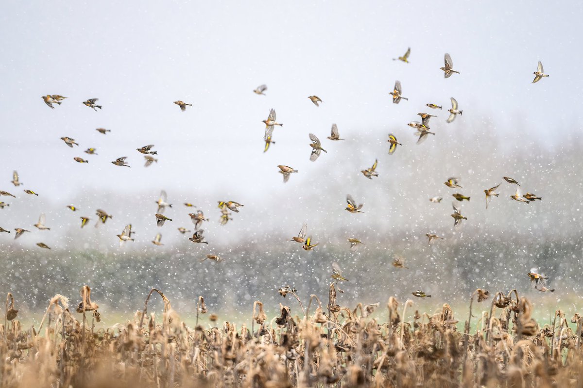 Songbirds in the snow! Brambling, Chaffinch & Goldfinch. Never seen so many Brambling!
#songbirds #finch #winterwatch #fieldmargins #brambling #BBCWildlifePOTD #birdphotography