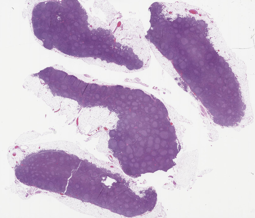 Siba El Hussein, MD tweet media