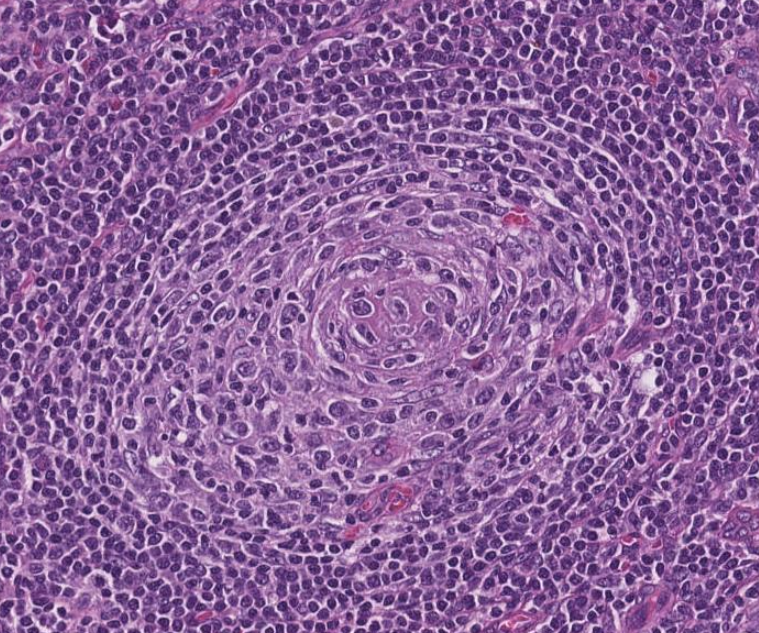 Siba El Hussein, MD tweet media