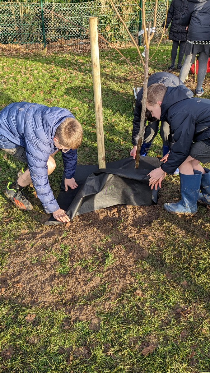 Year 6 had the privilege of planting our first orchard trees today to help our wildlife. What a fantastic job they have done 🌳🐿️ <a href="/ComberbachMrsS/">Miss Simpson</a> @mart