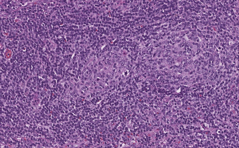 Siba El Hussein, MD tweet media