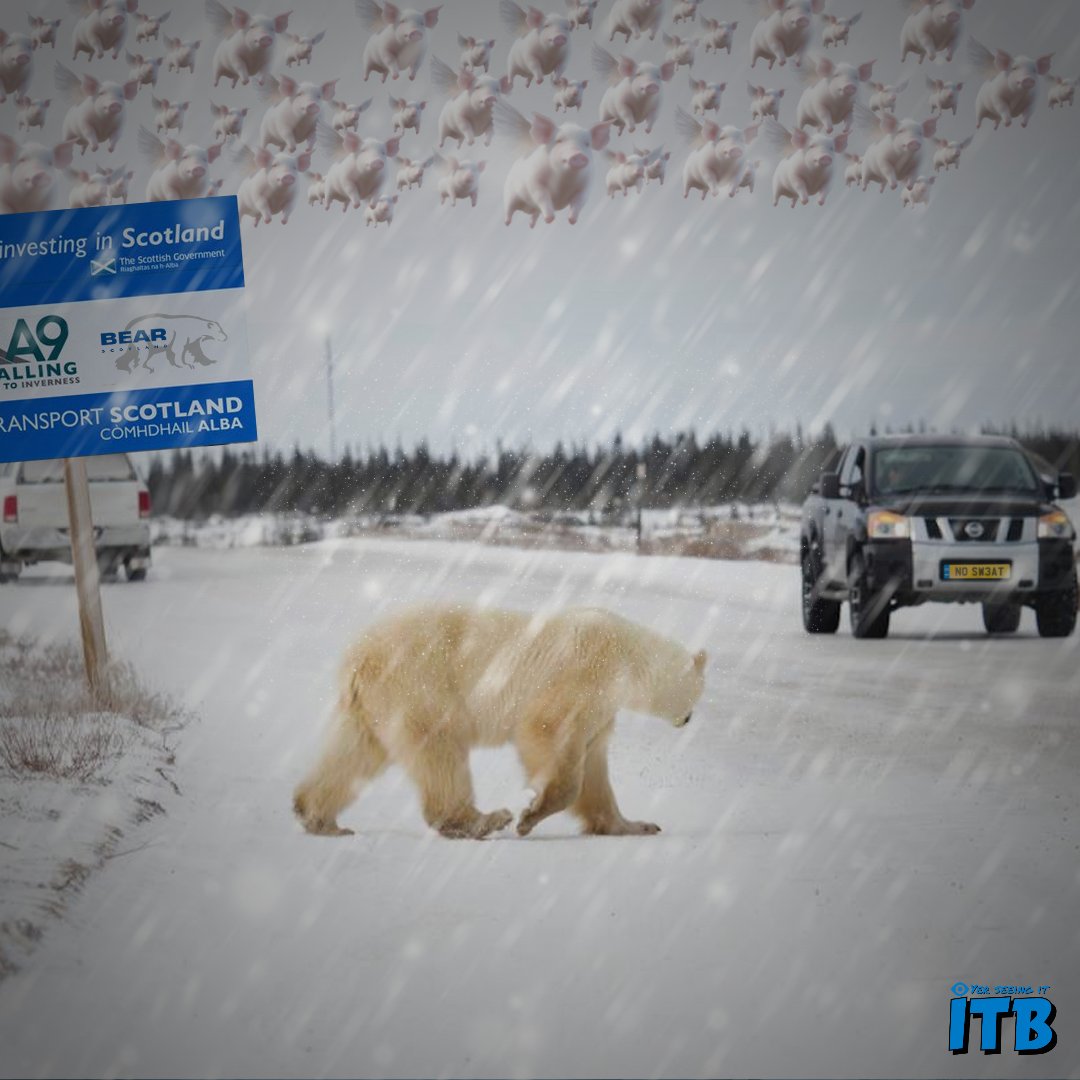 BEAR Scotland were spotted on the A9 today! 🐻‍❄️
A representative was onsite checking road conditions and the progress of the definitely-gonna-be-finished-this-time A9 Dualling Project. 

#dualtheA9 #Inverness #visitscotland #Bear #BearScotland #snpgovernment