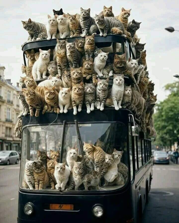 On our way To #caturday