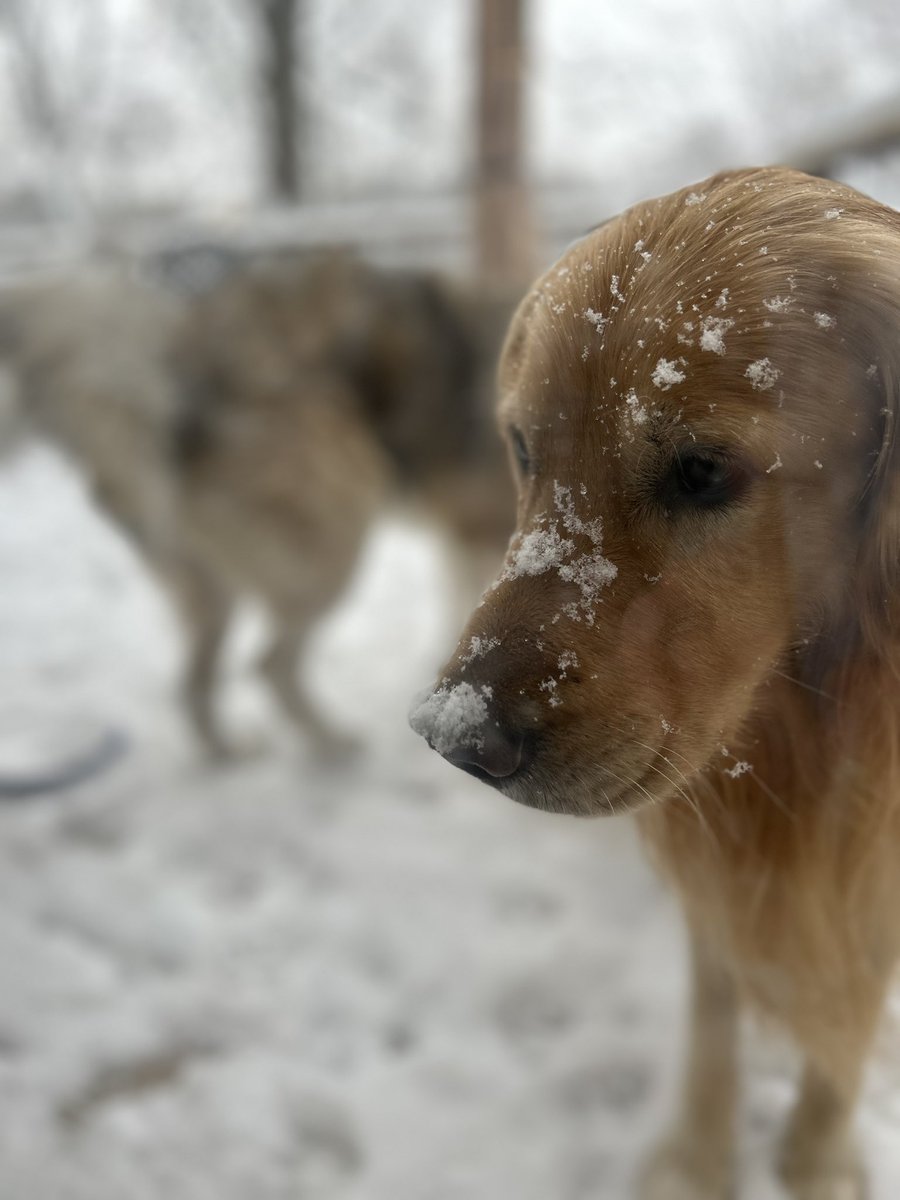 Jackie Heinzelmann tweet media