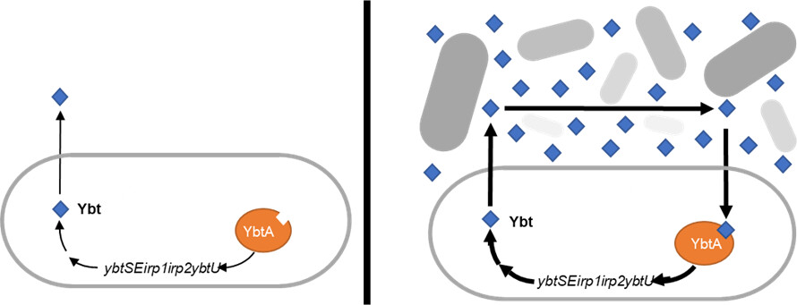 mBio (@mbiojournal) on Twitter photo Combined quorum sensing and siderophore activity of the virulence-associated yersiniabactin system of uropathogenic Escherichia coli. <a href="/DrJPHenderson/">Jeff Henderson MDPhD</a> @glkatumba @McCoyIVLab #mBio journals.asm.org/doi/10.1128/mb… Combined quorum sensing and siderophore activity of the virulence-associated yersiniabactin system of uropathogenic Escherichia coli. <a href="/DrJPHenderson/">Jeff Henderson MDPhD</a> @glkatumba @McCoyIVLab #mBio journals.asm.org/doi/10.1128/mb…