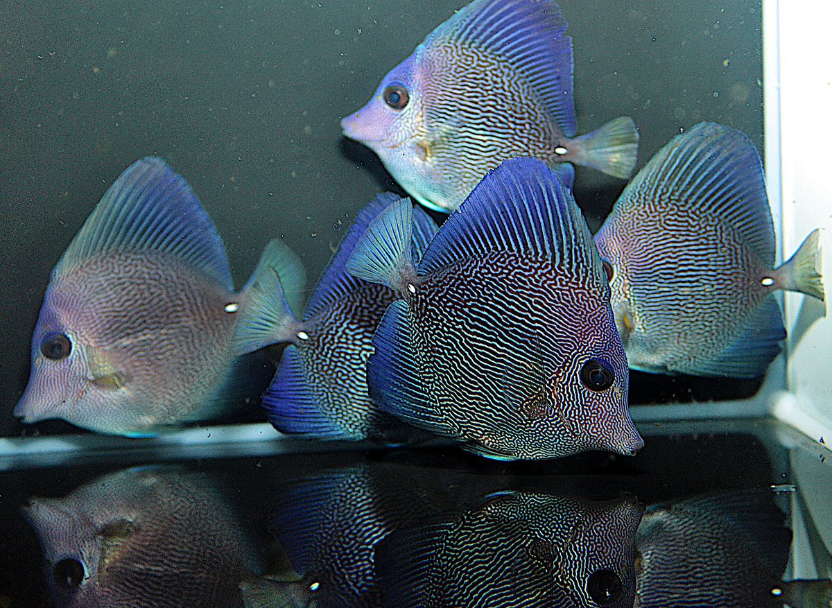 CORALmagazine's tweet photo. #SurgeMarineLife officially launched their online store today with the debut of a brand new #HybridTang. Who are the parents? https://t.co/9NzhvXi3Po
#Zebrasoma #tang #tangs #surgeonfish #aquaculture #marineornamentalaquaculture #aquarium #reeftank #reefaquarium #saltwaterfish https://t.co/ZOA1uBmbgj
