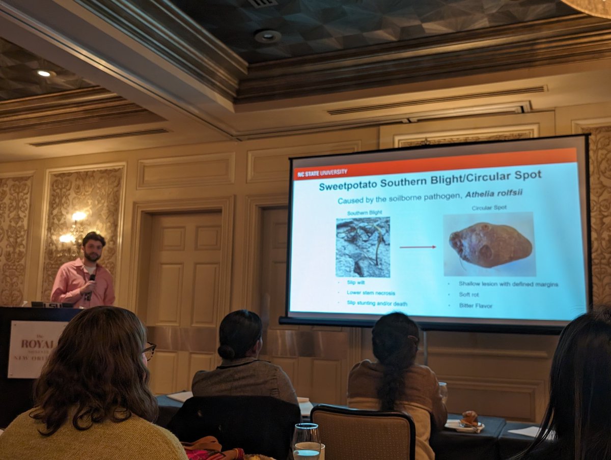 Hunter Collins (@hcollinsncsu) on Twitter photo Great talk about #sweetpotato Southern blight management and fungicide residues by <a href="/Jack_Masca/">Jack Mascarenhas</a> at the 2024 National Sweetpotato Collaborators Group Annual Meeting! <a href="/QuesadaLabNCSU/">NC State Veggie Pathology</a> <a href="/NC_PSI/">N.C. Plant Sciences Initiative</a> Great talk about #sweetpotato Southern blight management and fungicide residues by <a href="/Jack_Masca/">Jack Mascarenhas</a> at the 2024 National Sweetpotato Collaborators Group Annual Meeting! <a href="/QuesadaLabNCSU/">NC State Veggie Pathology</a> <a href="/NC_PSI/">N.C. Plant Sciences Initiative</a>