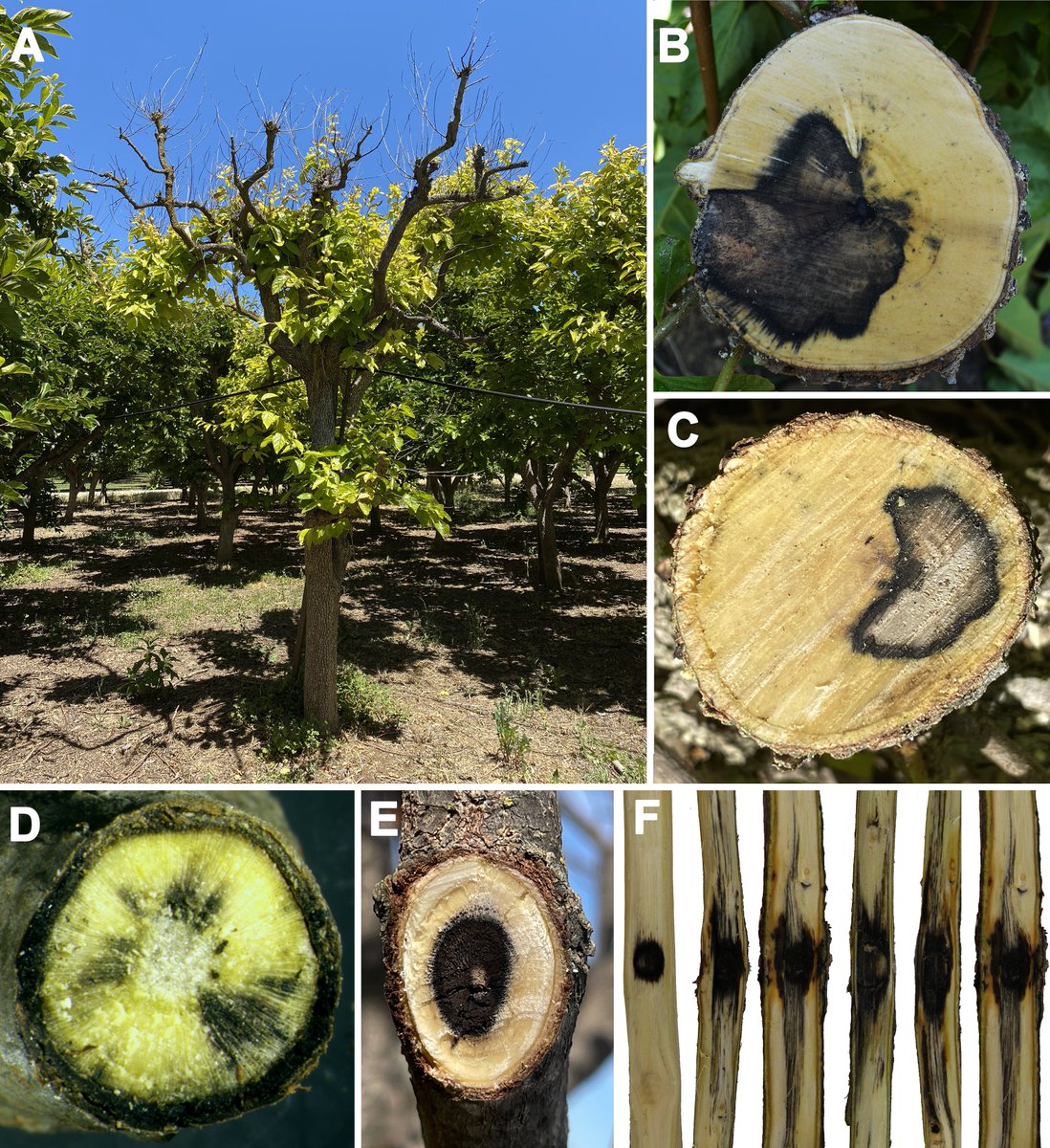 Our latest publication on <a href="/PlantDiseaseJ/">Plant Disease</a> is out! 🎉 "Identification and Pathogenicity of Fungal Pathogens Associated with Branch Canker and Shoot Blight on Persimmons (Diospyros kaki) in California" 🔬doi.org/10.1094/PDIS-1…