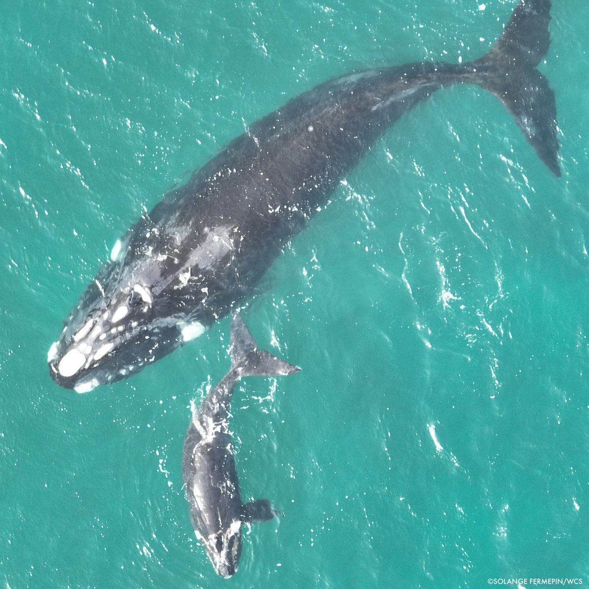 Highly productive marine areas are essential to future conservation efforts that can help achieve #30x30, new paper co-authored by WCS says.

Over 18M km2 of highly productive waters with low human impact exist and most lack legal protections. bit.ly/3u0JYhq