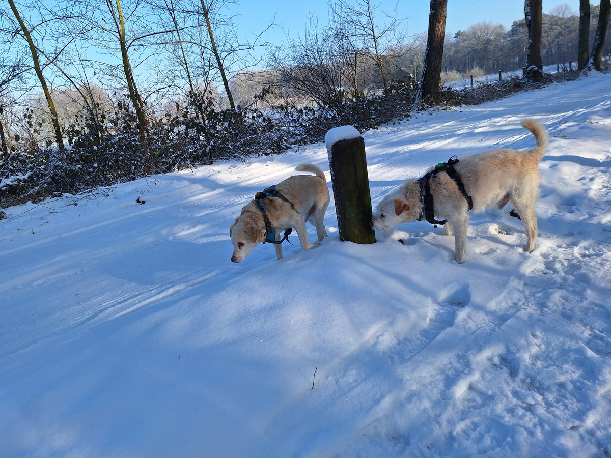 BasEnBobbie's tweet photo. Lekker samen wandelen in de sneeuw

Nice walk together in the snow

#wandelen #wandeling #samenwandelen #lekkerwandelen  #genieten #broertjes #sneeuw #walking #walk #walkingtogether #nicewalk #enjoy #enjoying #brothers #snow #rescuedog #rescuedogs https://t.co/PnyCKimPDy