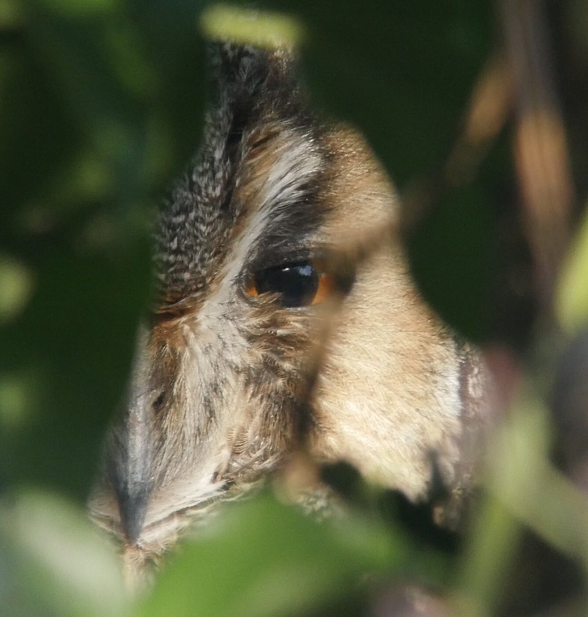 Eye eye - LE Owl doing its best to hide at Deeping Lake NR today - 4 just visible from the hide