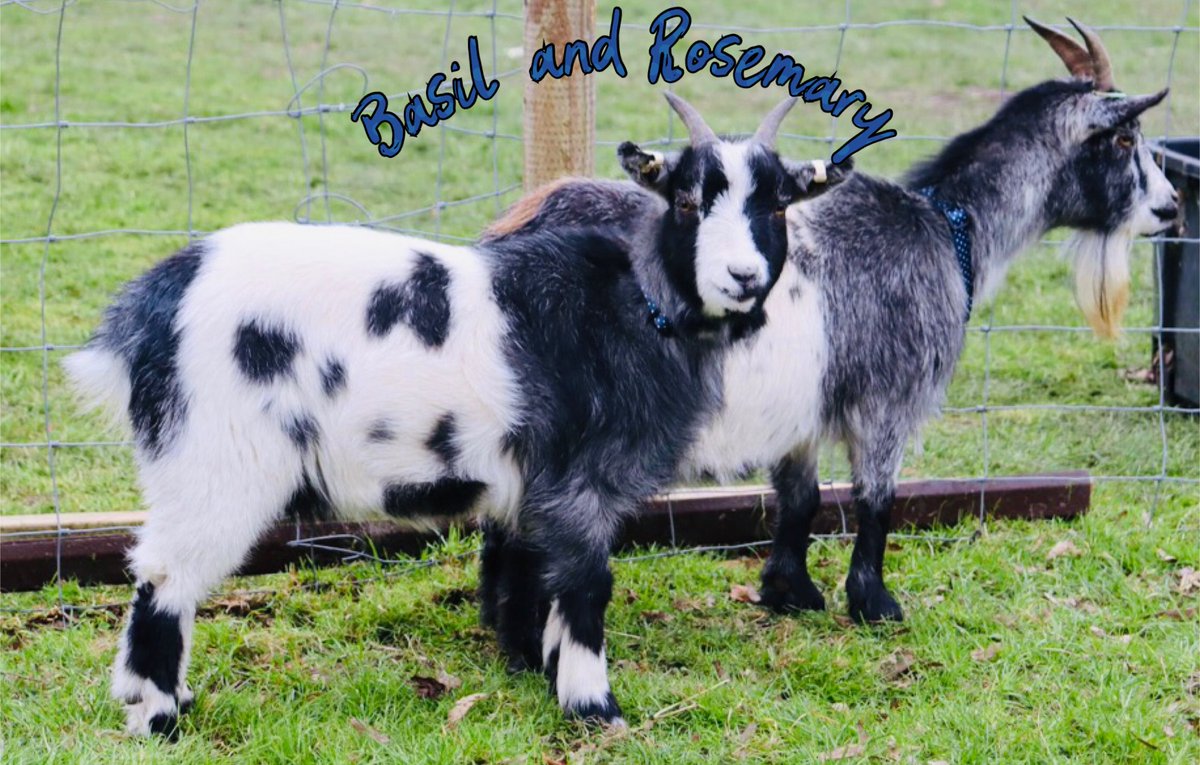 #wlpswestbury welcomed two gorgeous pygmy goats  - Basil and Rosemary who are now part of the school farm #wearewlpswestbury 
@PalladianTrust @whitehorsenews @MatraversSchool @RChoiceWilts