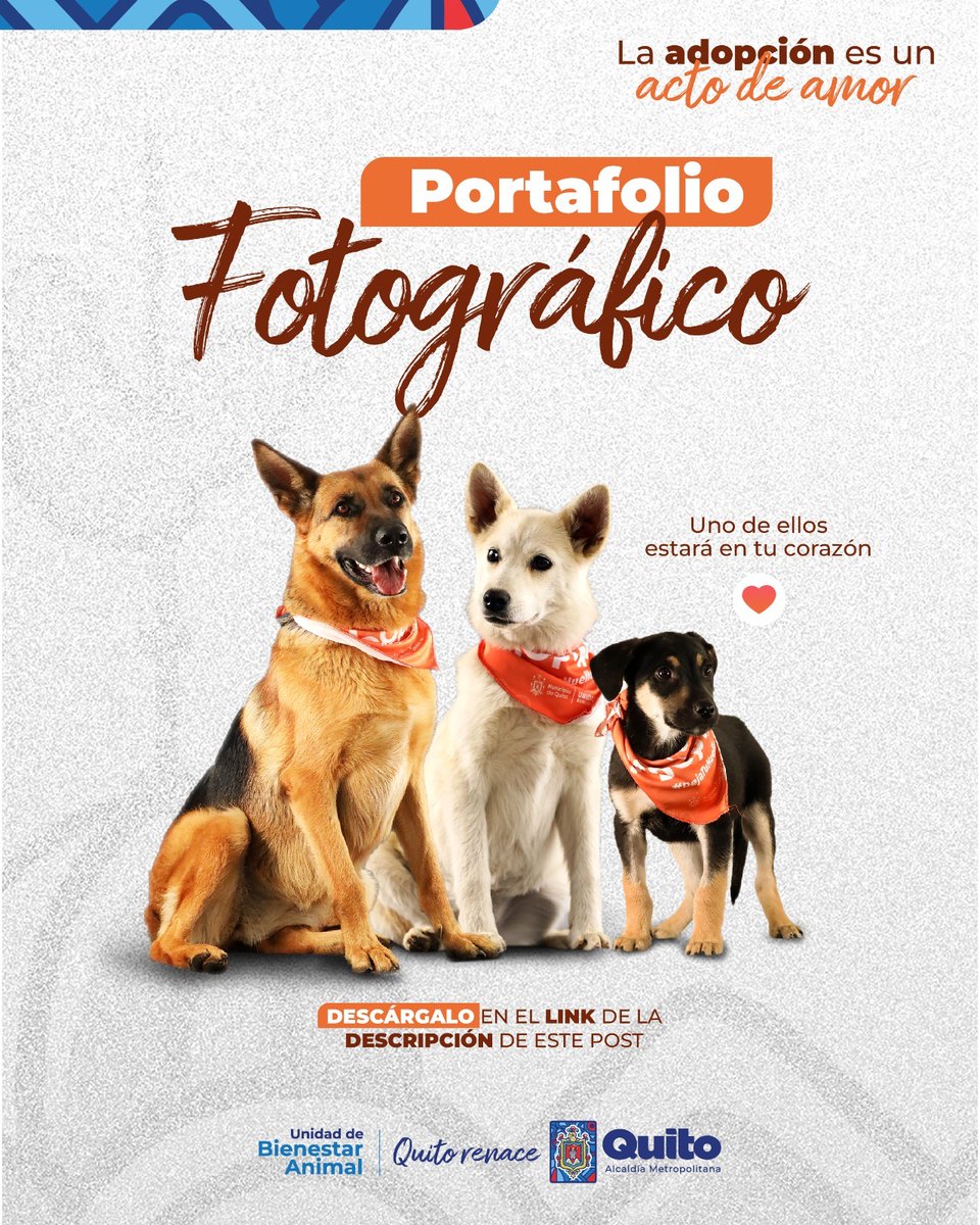🧡#AdopcionesUBA | Hemos preparado una sesión de fotos para capturar el mejor perfil de nuestros perros rescatados. 

Descarga el portafolio aquí 👉 bit.ly/3SohlUC