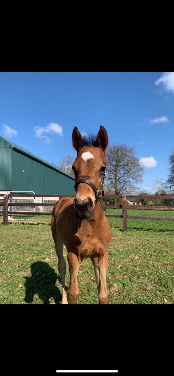 jack_spain's tweet photo. Tasmanian Ledgend gets over the line first time asking this season for @ahaynesracing also giving me my first winner as a breeder ! Born and reared at @HuntingHillStud @ConorQuirkeBS and pinhooked by @IvoThomas1 ! Great start to the year 💫 https://t.co/zp8Gh2oEHo