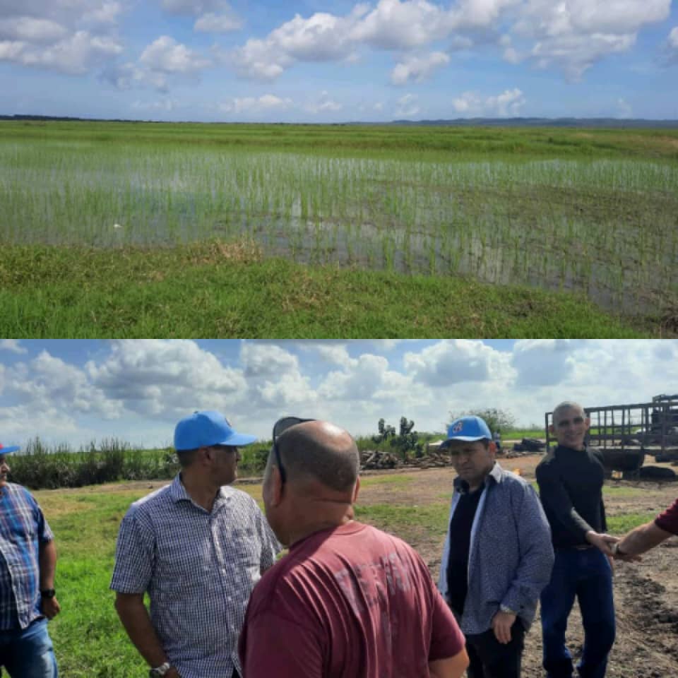 Intercambiamos con productores de arroz, en la UEB El Asiento de la Empresa Arrocera del municipio Chambas, como parte de la jornada #AbrazandoElCampo #LatirXUn26Avileño