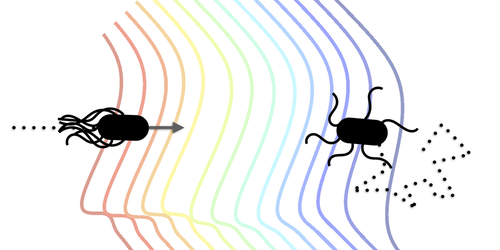A new technique could allow researchers to distinguish the swimming motion of a species of microorganisms without the need to track individuals within a population
PRL: go.aps.org/493p5RJ
PRE: go.aps.org/3HrCHuk
Synopsis: go.aps.org/3vzmC2L