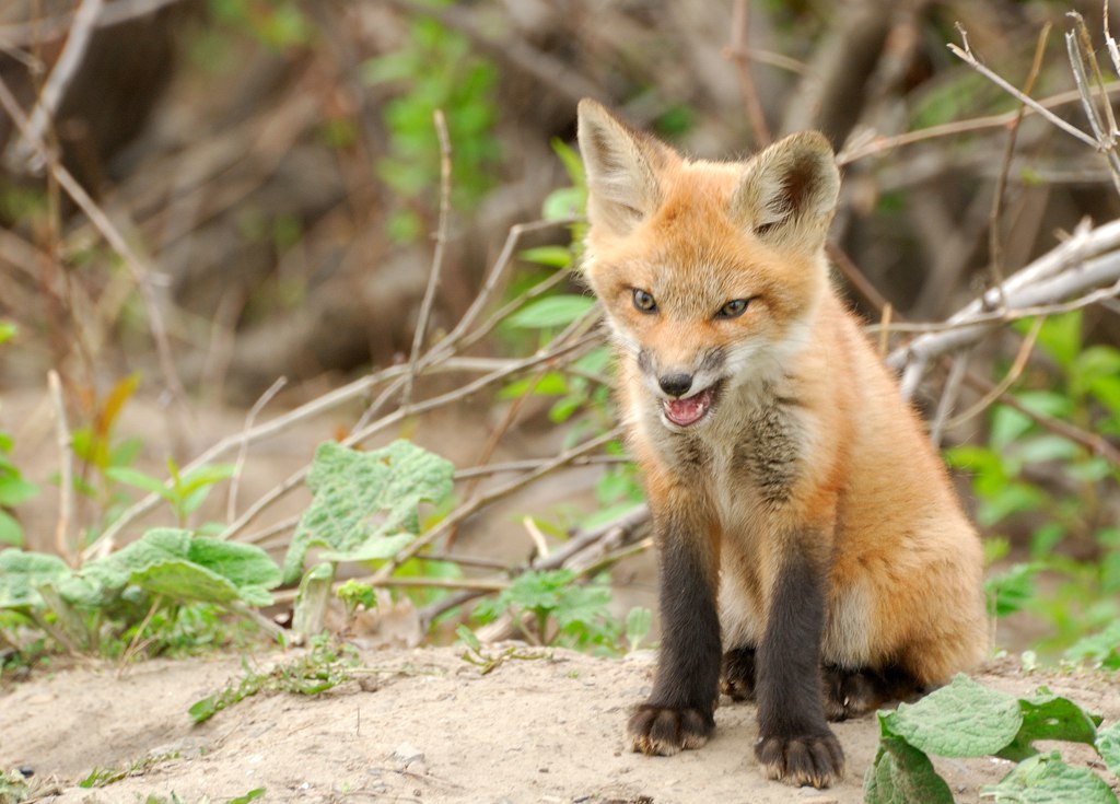 FopsHourly's tweet image. [🔗](api.tinyfox.dev/hourly/HourlyF…)